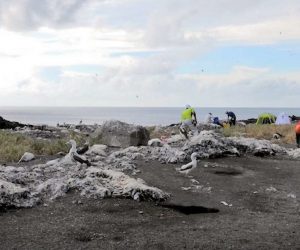 火山噴發六年後 西之島上發現海鳥繁殖新生態系誕生